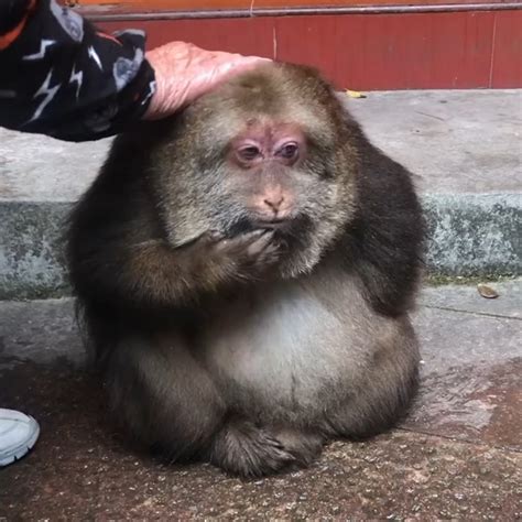 <b>The Tibetan</b> <b>macaque</b>—also called the Chinese stump-tailed <b>macaque</b>, Pére David’s <b>macaque</b>, or Milne-Edwards’ <b>macaque</b>—is a large, Old World monkey found in eastern Tibet and certain regions of China, particularly the Sichuan province. . Star the tibetan macaque